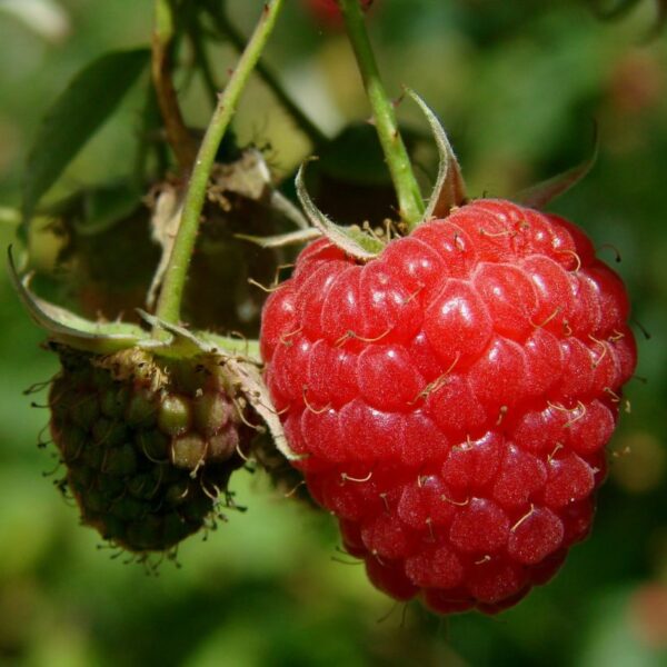 framboises nature az