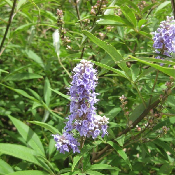 Vitex agnus-castus_natureAZ