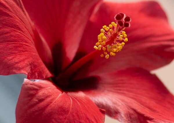 Hibiscus tisane nature az